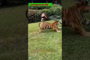 जब दया ने जंगली रिश्ते को घर बना दिया🙏🏻😭 #animal #animals #animallovers #animalrescue #tiger