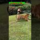 जब दया ने जंगली रिश्ते को घर बना दिया🙏🏻😭 #animal #animals #animallovers #animalrescue #tiger