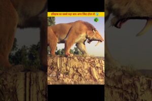दुनिया का सबसे खतरनाक TIGER |😱#animals #tiger #lion#shorts