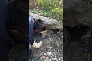 प्यार ने पत्थर से छुड़ाई जान 🙏 #animal #animalrescue #animallover #rescue #dog