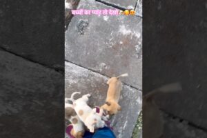 बच्चों का प्यार तो देखो🐶🥰😍#shorts #cute #puppies #dog #adoreble #adoptme #puppylove #cutepets