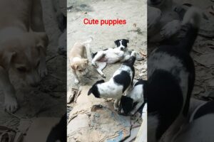 কুকুরের বাচ্চা সুন্দর খেলা। cute puppies play. #funny