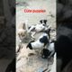 কুকুরের বাচ্চা সুন্দর খেলা। cute puppies play. #funny