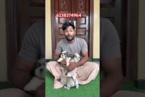 ക്യൂട്ട് പപ്പീസ്🥰 #pets #pug #puglove #shihtzu #shihtzupuppies #shihtzupuppy #puppies #puppy #viral