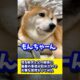 唸る柴犬と父の関係に最悪の事態が訪れたので大事な質問をしてみた #shibadog #柴犬 #sibainu  #犬のいる生活 #shorts