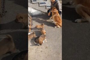 처음 바깥에 나온 귀여운 새끼강아지 / Cute puppies coming outside for the first time