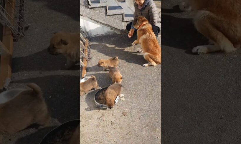 처음 바깥에 나온 귀여운 새끼강아지 / Cute puppies coming outside for the first time