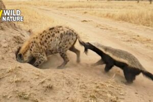 13 Craziest Honey Badger Attacks Caught On Camera | Animal Fights