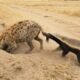 13 Craziest Honey Badger Attacks Caught On Camera | Animal Fights