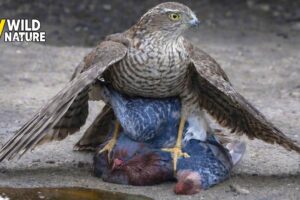 15 Incredible Fights of Bird of Prey Caught on Camera | Animal Fights