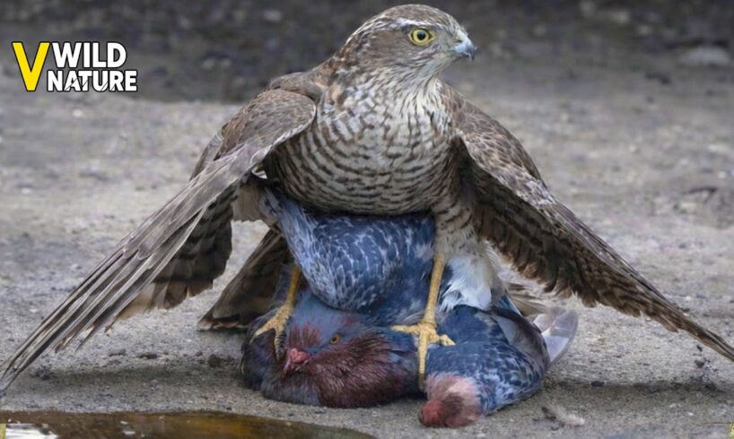 15 Incredible Fights of Bird of Prey Caught on Camera | Animal Fights