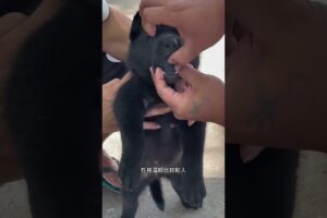 The love for these cute puppies grows day by day #dog #pet #cutedog #puppy #puppylove #cuteanimal