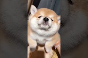 The love for these cute puppies grows day by day #dog #pet #cutedog #puppy #puppylove #cuteanimal