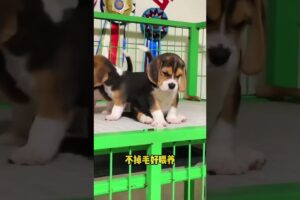 The love for these cute puppies grows day by day #dog #pet #cutedog #puppy #puppylove #cuteanimal