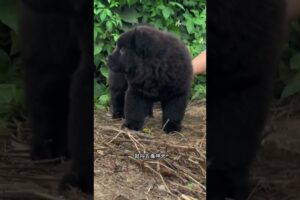 The love for these cute puppies grows day by day #dog #pet #cutedog #puppy #puppylove #cuteanimal