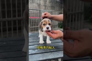 The love for these cute puppies grows day by day #dog #pet #cutedog #puppy #puppylove #cuteanimal