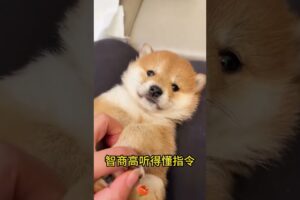 The love for these cute puppies grows day by day #dog #pet #cutedog #puppy #puppylove #cuteanimal