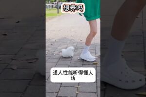 The love for these cute puppies grows day by day #dog #pet #cutedog #puppy #puppylove #cuteanimal