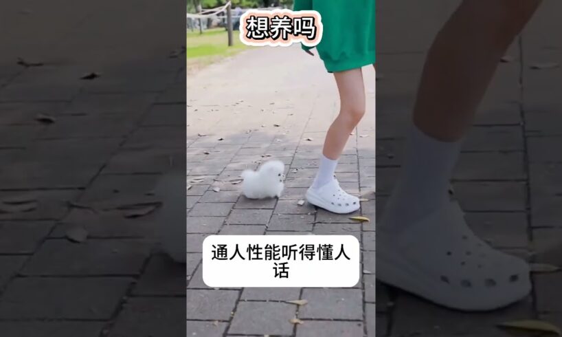 The love for these cute puppies grows day by day #dog #pet #cutedog #puppy #puppylove #cuteanimal