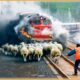 Tragic & Shocking! 45 Animal Train & Car Crashes You Won’t Believe Were Real | Animal Crashes #137