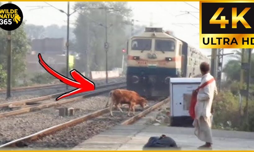 Tragic & Shocking! 45 Animal Train & Car Crashes You Won’t Believe Were Real | Animal Crashes #92