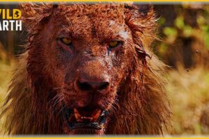 Craziest Lion Attacks Ever Caught On Camera | Animal Fights #130