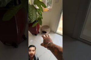 Cute Puppies 🐕🐕 🥰♥ super funny Corgi ♥ #shorts #2025 #entertainment #trending #fypシ゚viral