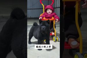 The love for these cute puppies grows day by day #dog #pet #cutedog #puppy #puppylove #cuteanimal