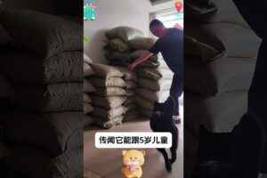 The love for these cute puppies grows day by day #dog #pet #cutedog #puppy #puppylove #cuteanimal