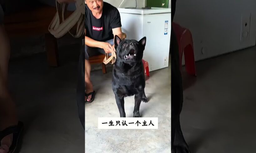 The love for these cute puppies grows day by day #dog #pet #cutedog #puppy #puppylove #cuteanimal