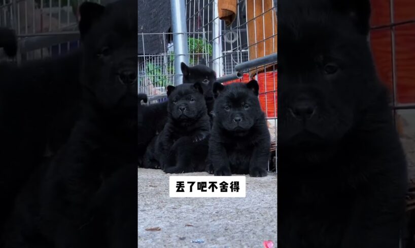 The love for these cute puppies grows day by day #dog #pet #cutedog #puppy #puppylove #cuteanimal