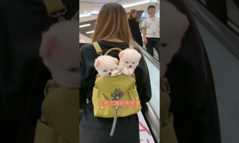 The love for these cute puppies grows day by day #dog #pet #cutedog #puppy #puppylove #cuteanimal