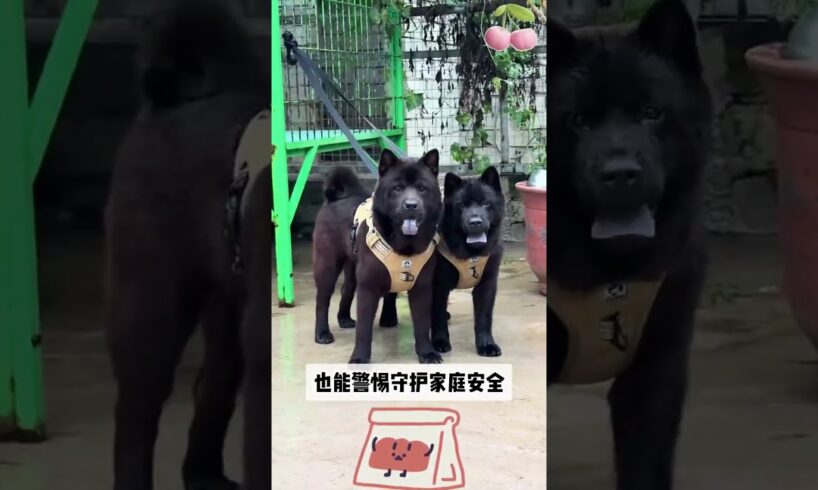 The love for these cute puppies grows day by day #dog #pet #cutedog #puppy #puppylove #cuteanimal