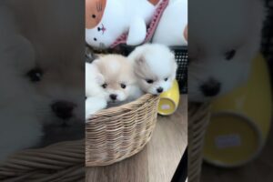 Cute Dog Collection, The World’s Cutest Puppies #dog #puppies #puppy #video #cute #cutest