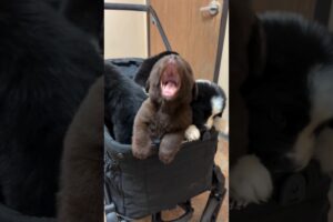 Lovely Cute Puppies and Dogs #shorts #cute