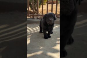 Lovely Cute Puppies #shorts #cute