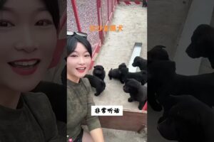 The love for these cute puppies grows day by day #dog #pet #cutedog #puppy #puppylove #cuteanimal