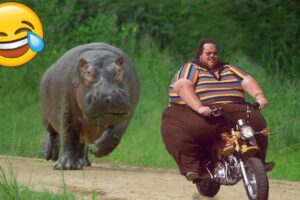 TRY NOT TO LAUGH 😆 Best Funny Videos Compilation 😂😁😆 Memes PART 2