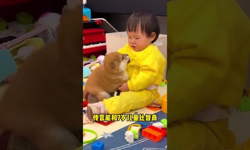 The love for these cute puppies grows day by day #dog #pet #cutedog #puppy #puppylove #cuteanimal