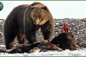 Craziest Grizzly Bear Attacks Ever Caught On Camera | Animal Fights #147