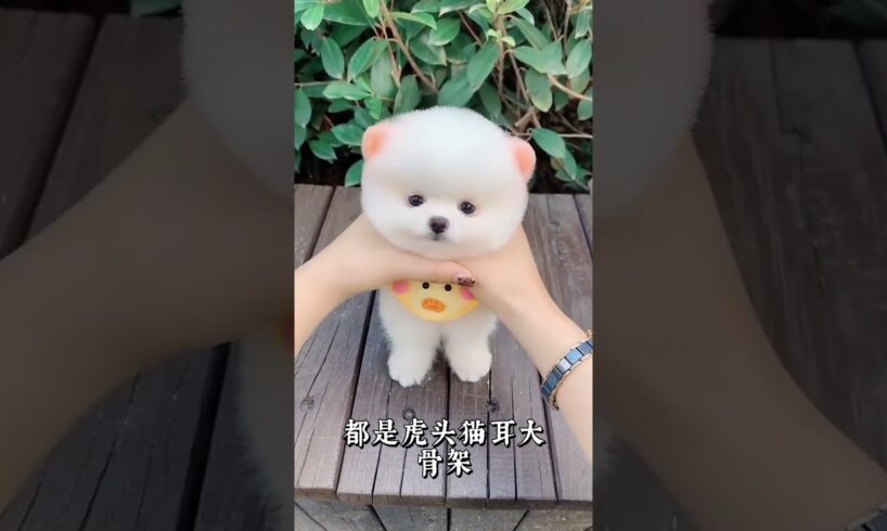 The love for these cute puppies grows day by day #dog #pet #cutedog #puppy #puppylove #cuteanimal