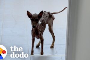 This Rescue Dog's Transformation Will Leave You Speechless | The Dodo