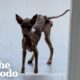 This Rescue Dog's Transformation Will Leave You Speechless | The Dodo
