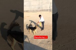 playing cricket with new jacky ♥️♥️ #germanshepherd #newjacky #gsd #dog #gsdpuppy #viral #newreel