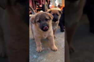 Lovely Cute Puppies #shorts #cute
