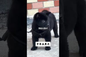 The love for these cute puppies grows day by day #dog #pet #cutedog #puppy #puppylove #cuteanimal