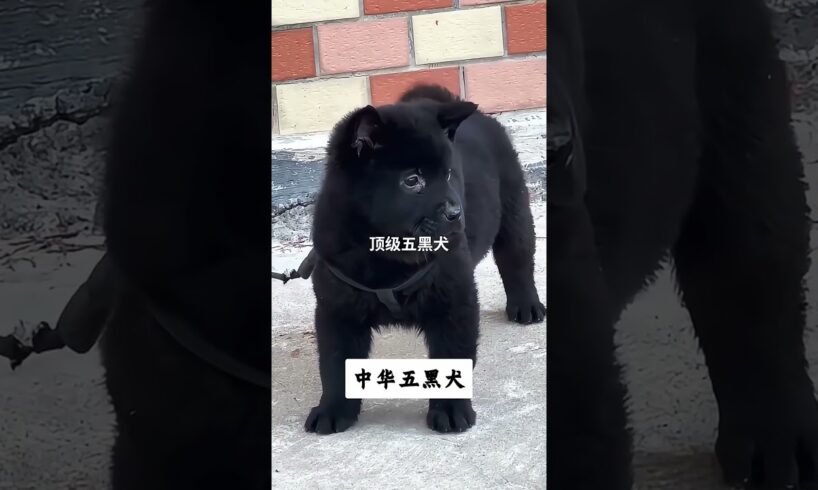 The love for these cute puppies grows day by day #dog #pet #cutedog #puppy #puppylove #cuteanimal