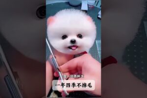 The love for these cute puppies grows day by day #dog #pet #cutedog #puppy #puppylove #cuteanimal