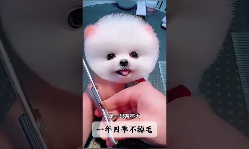 The love for these cute puppies grows day by day #dog #pet #cutedog #puppy #puppylove #cuteanimal