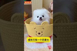 The love for these cute puppies grows day by day #dog #pet #cutedog #puppy #puppylove #cuteanimal